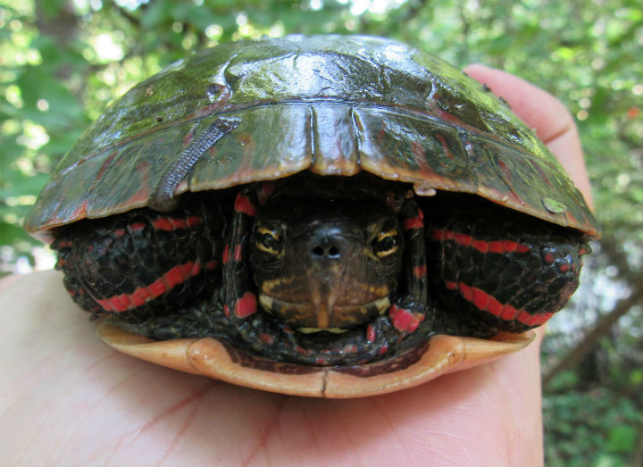 Midland Painted Turtle